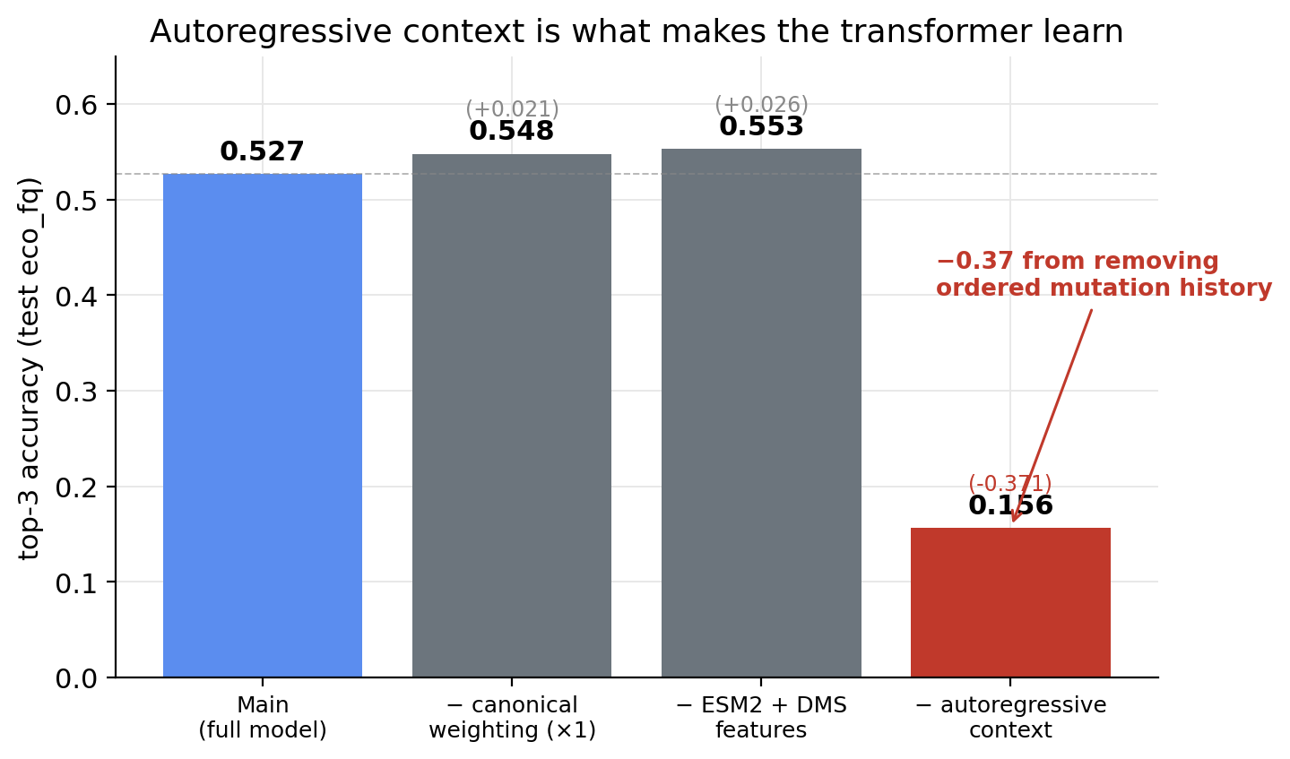 Transformer ablations: removing autoregressive context drops top-3 from 0.527 to 0.156. Removing ESM2/DMS features or canonical loss weighting barely changes anything.